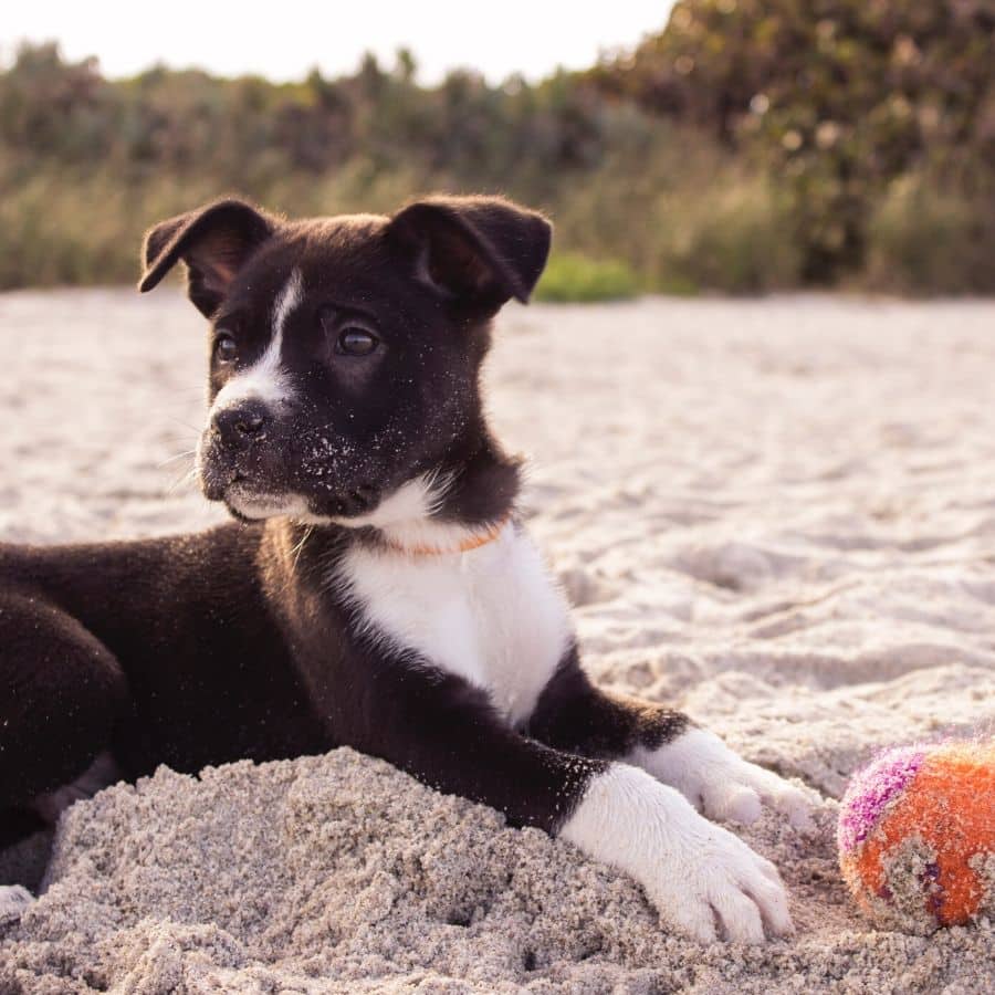 5 Dicas para um cão mais saudável