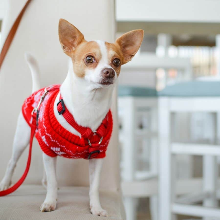 Come si organizza un piano di addestramento per il mio cane?