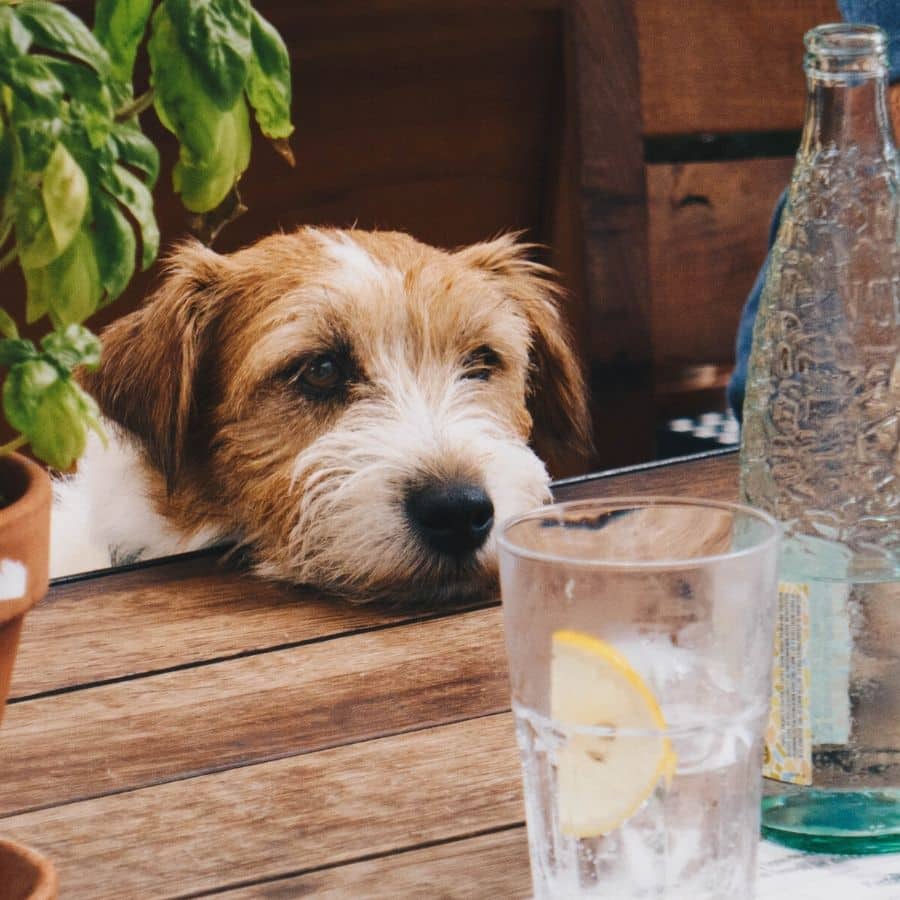 Restos de comida que não devo dar ao meu cão