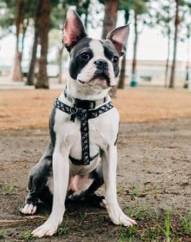 Boston Terrier