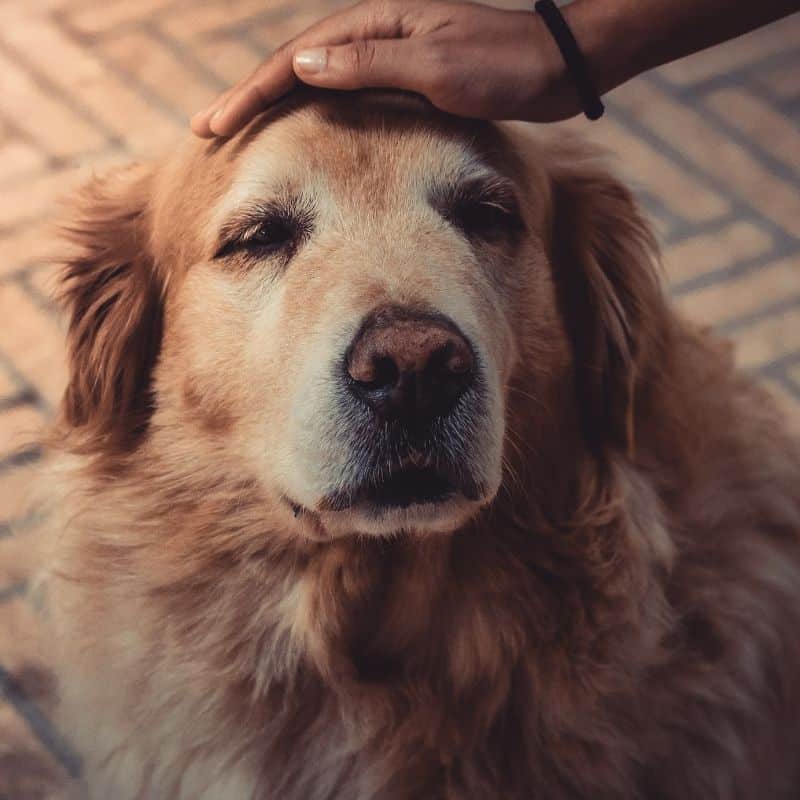 Epilessia nel cane: come affrontarla