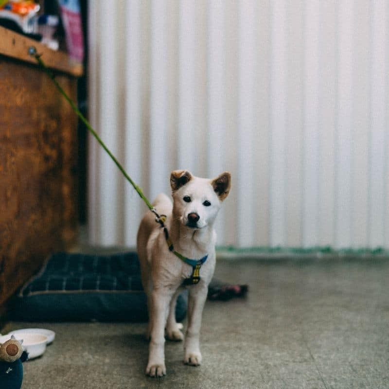 Cane che fa la pipì in casa cause e rimedi Blog Barkyn