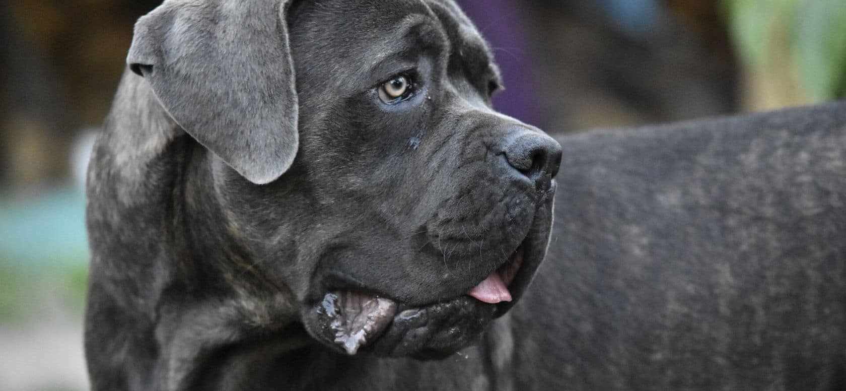 L’alimentazione del Cane Corso