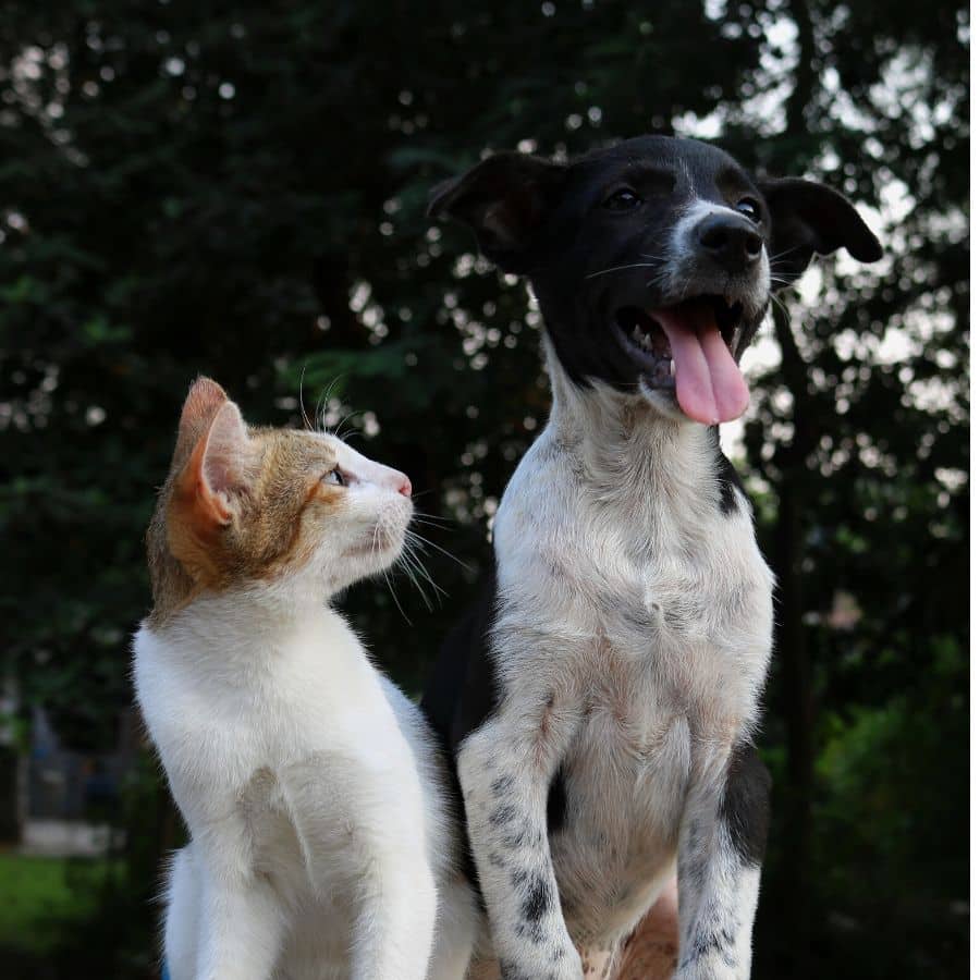 Como introduzir o meu cão ao meu gato?