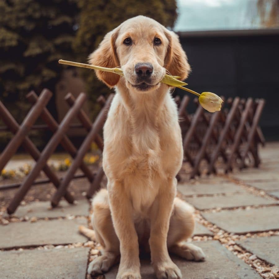 Os cães sentem culpa?