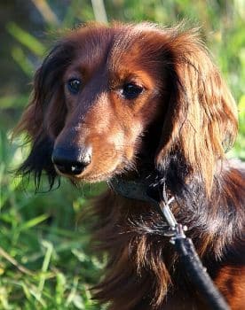 Dachshund