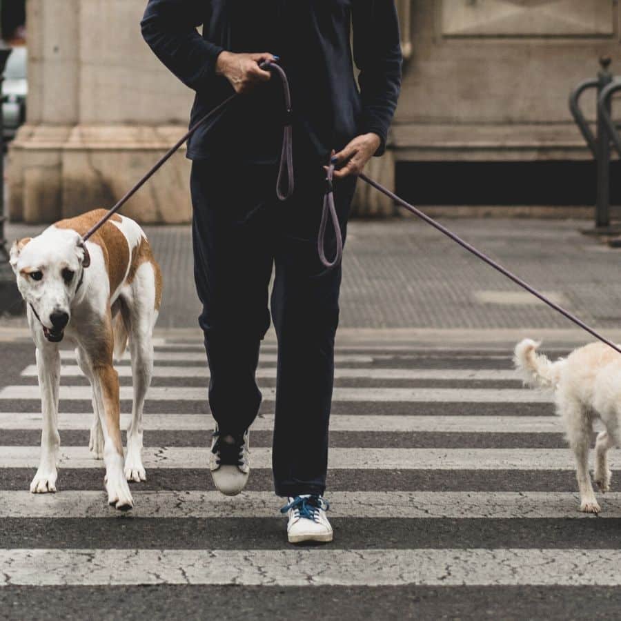 Como educar o meu cão a não puxar a trela