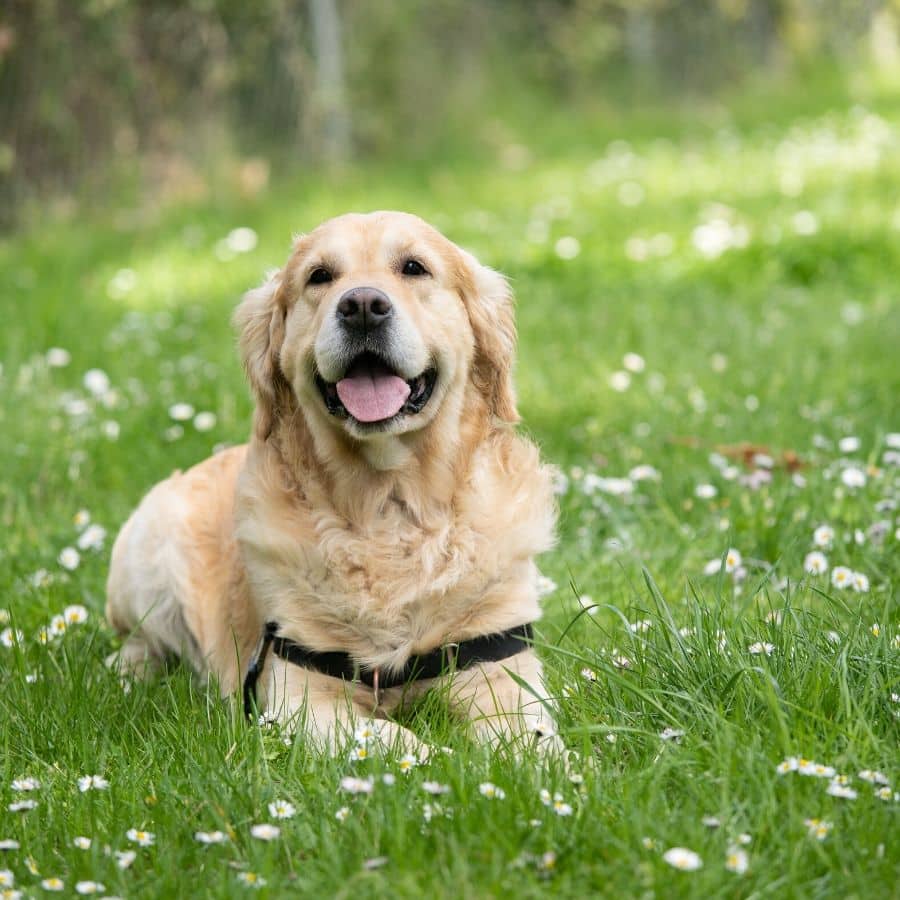 Epilepsie beim Hund