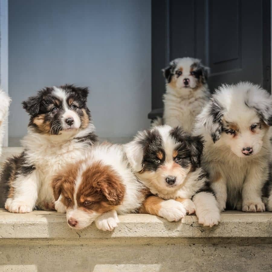 Devo comprar ou adotar um cão?