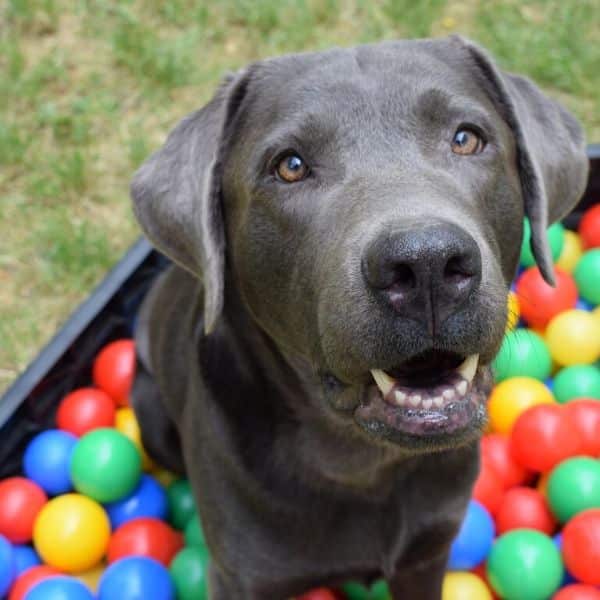 O maior sonho do meu cão é?