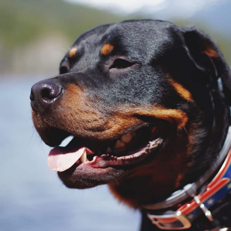 Saiba tudo sobre Rottweilers