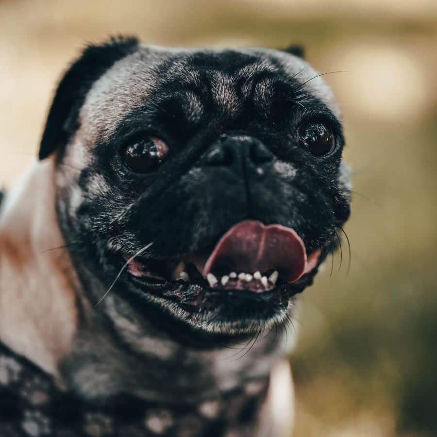 Braquicefalia e problemas caninos derivados desta condição