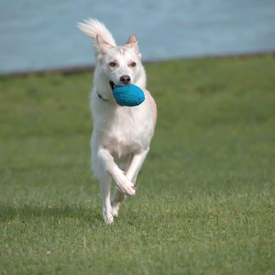 Porque é que os cães preferem brinquedos com barulho?