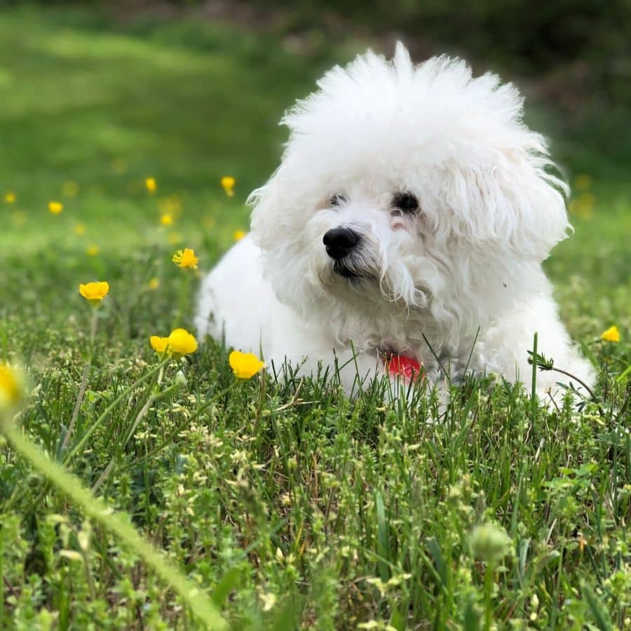 Bichon Maltês: tudo o que precisa de saber