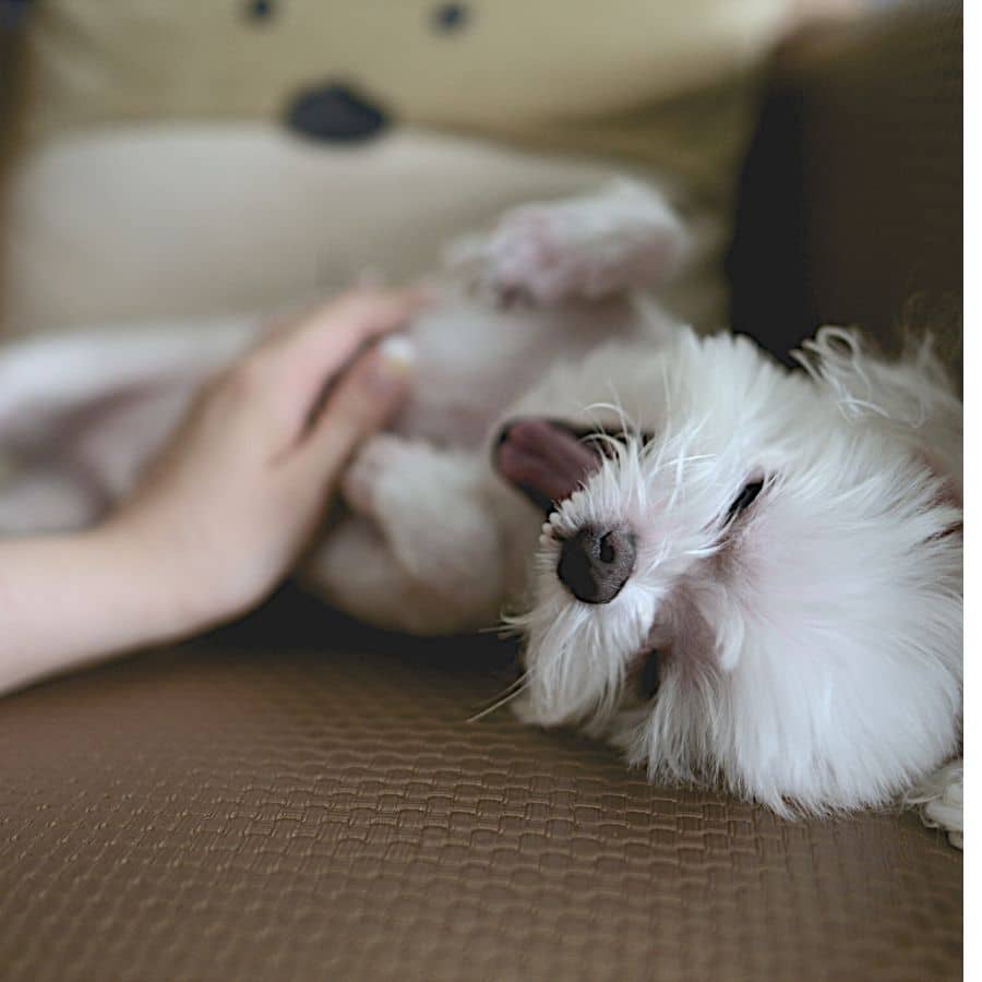 Consejos para cortar las uñas de tu perro