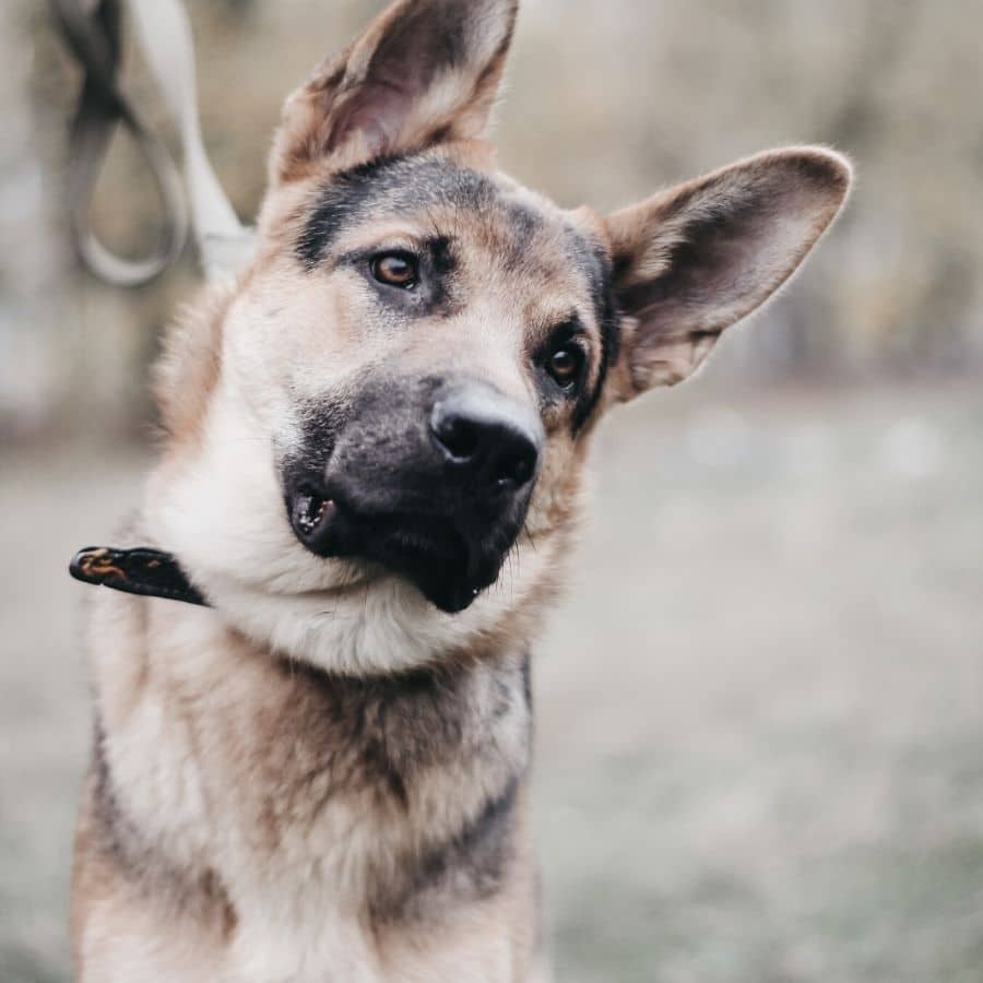 A mi perro no le gustan los otros perros