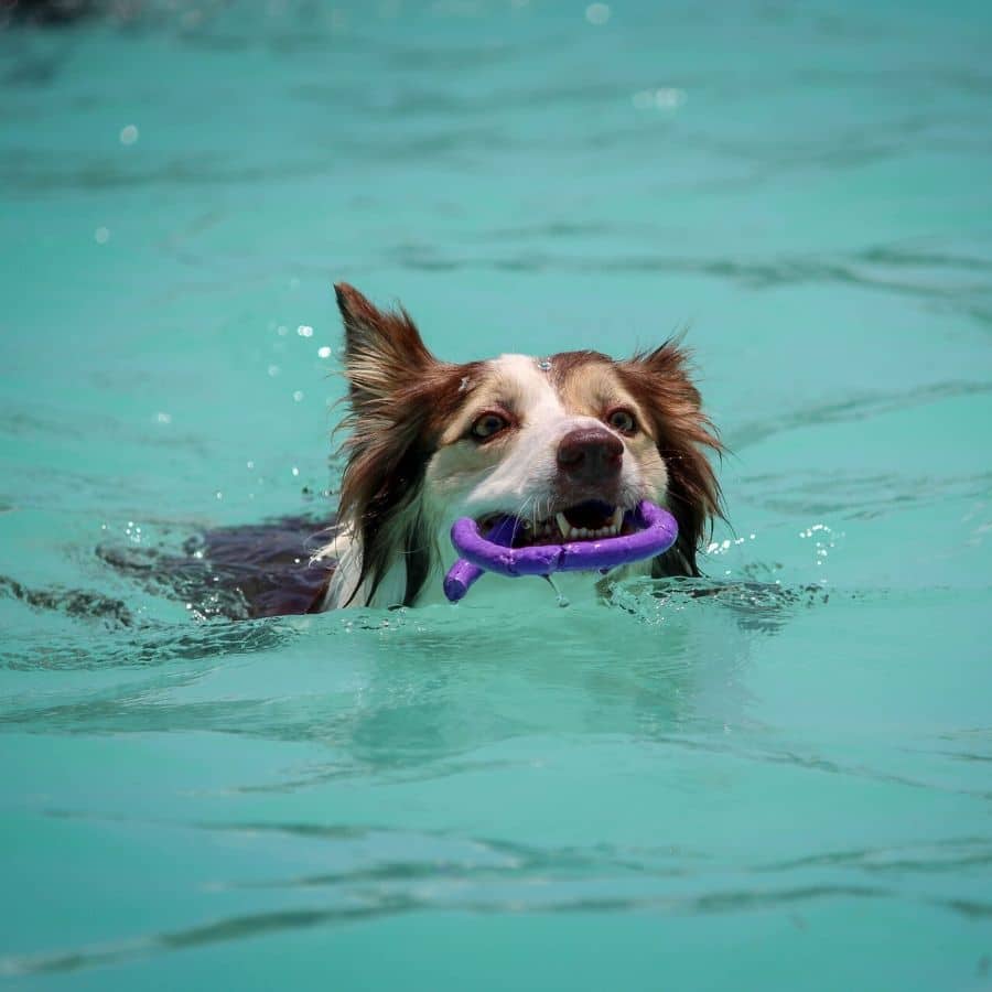 ¿Mi perro necesita clases de natación?