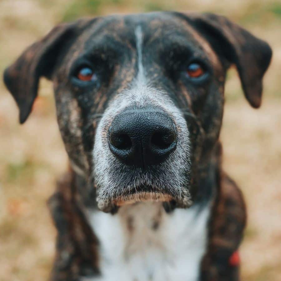 Síntomas de envejecimiento en perros