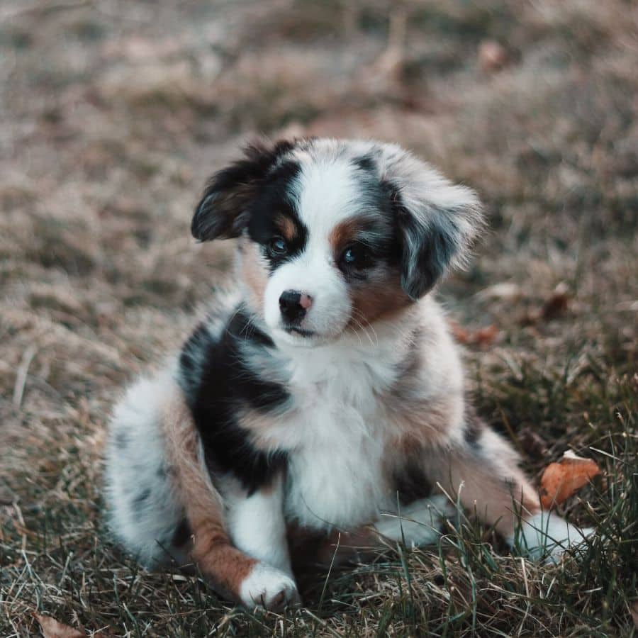 ¿A partir de qué edad puedo desparasitar a mi perro con pipeta?