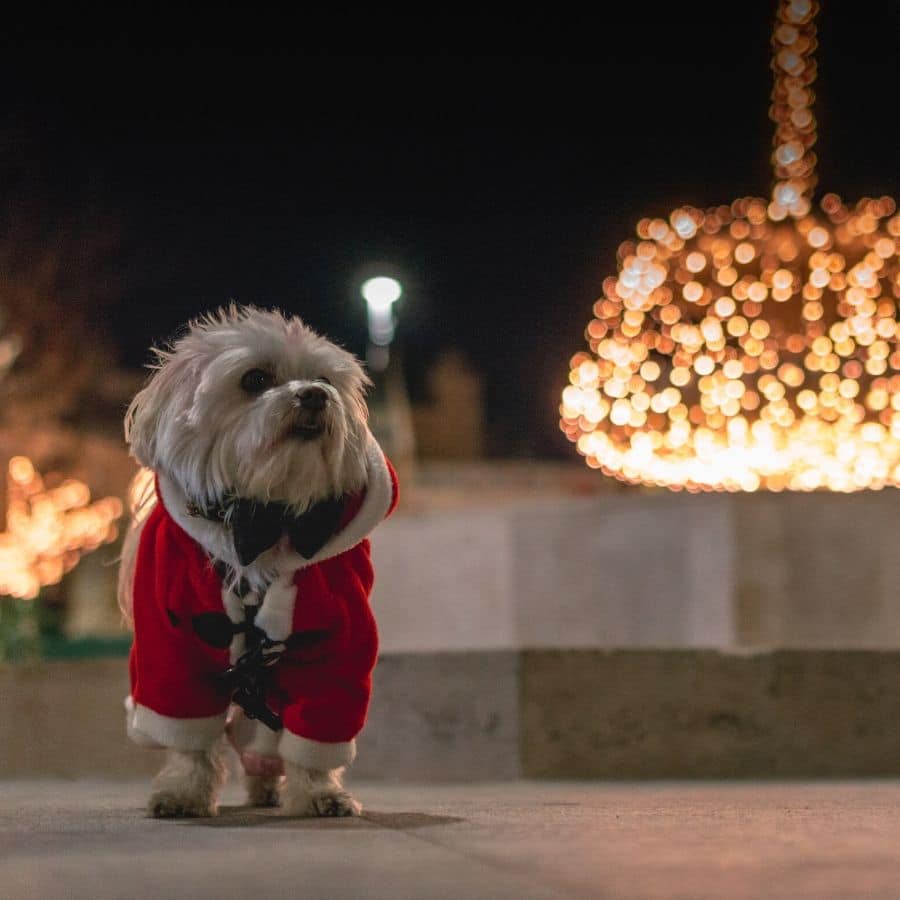 Regalar un perro en Navidad, ¿buena o mala idea?