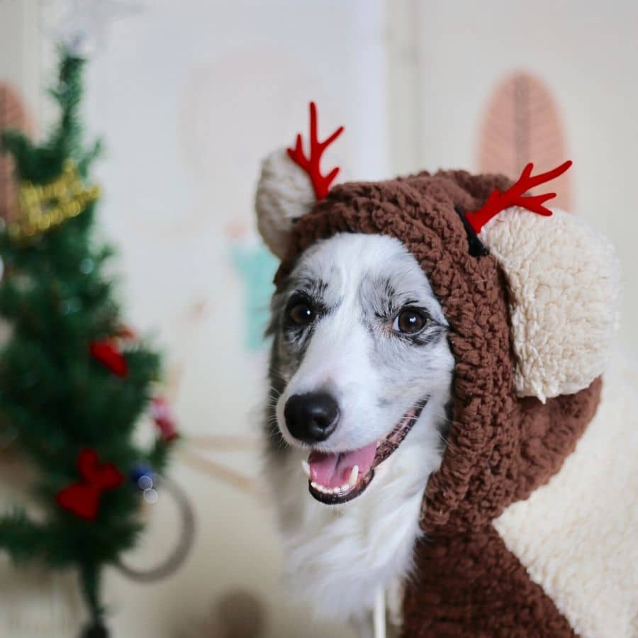 Los mejores regalos de Navidad para tu perro