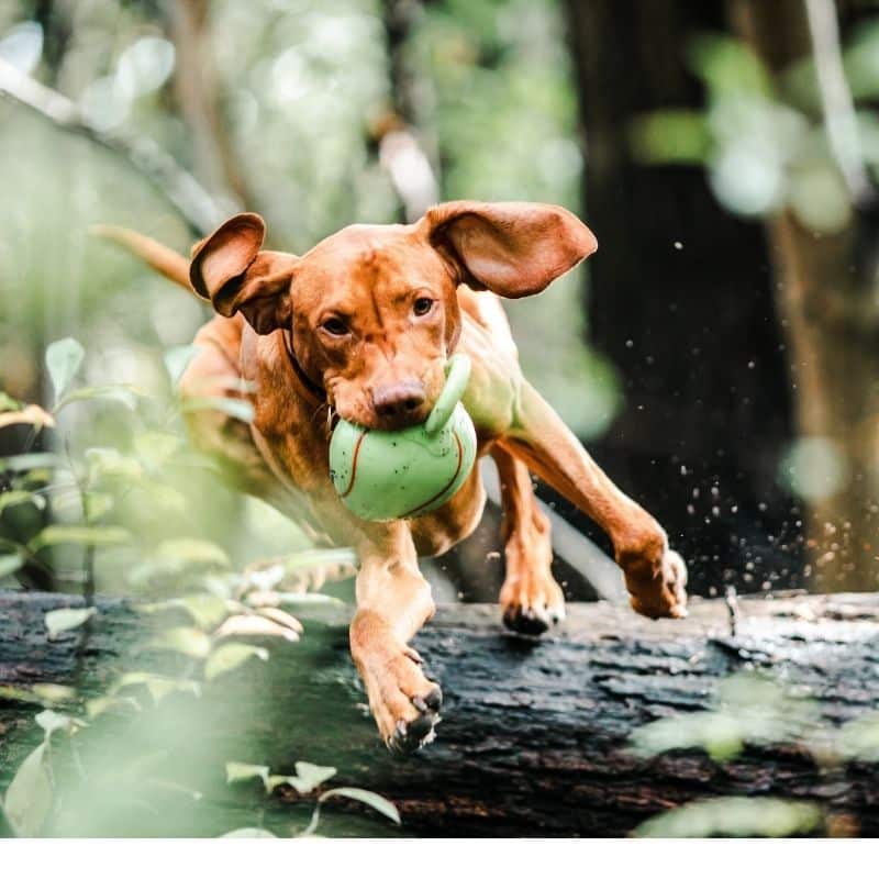 ¿Por qué los perros prefieren juguetes con sonido?