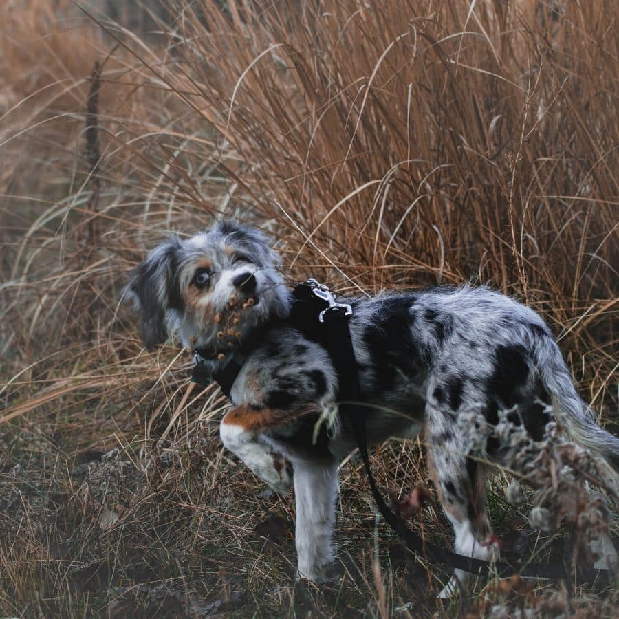 ¿Cómo alejar a mi perro de la basura?