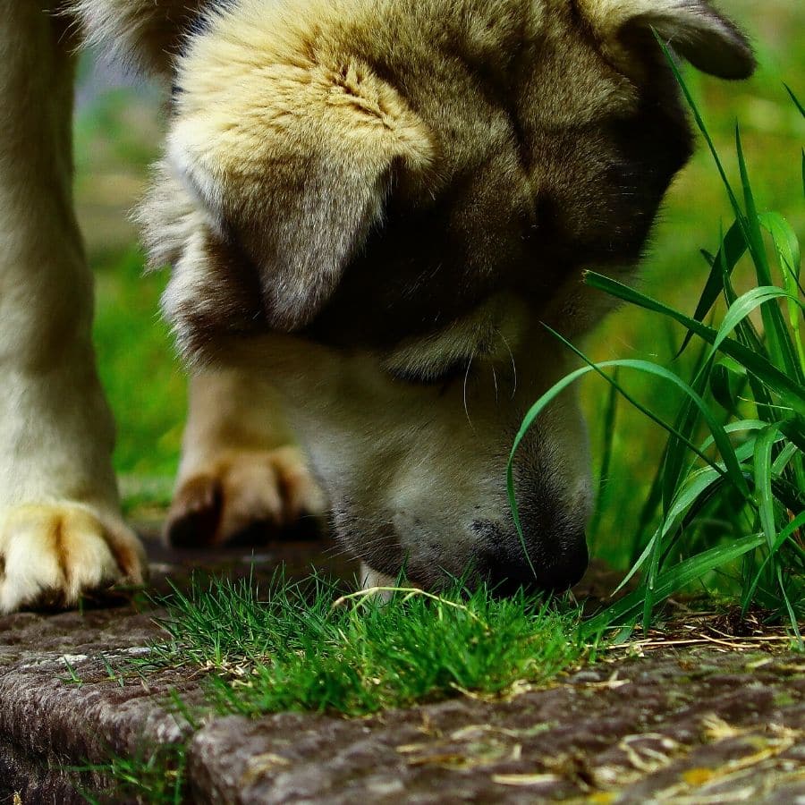 ¿ Que verduras puede comer mi perro?