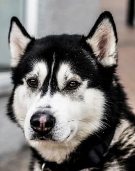 Husky