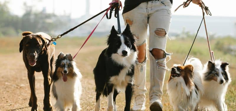 Perché il cane fa la pipì in casa? Cause e rimedi