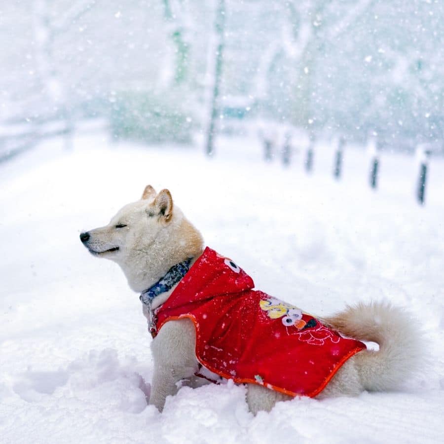 Cani e l’inverno: come prenderci cura di loro