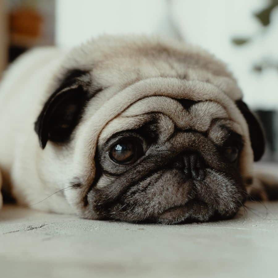 Trastornos emocionales en perros.