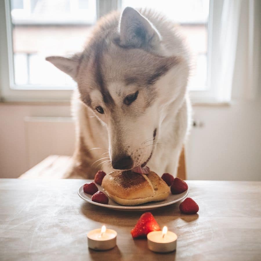 Cibi pericolosi per i cani: gli alimenti da evitare