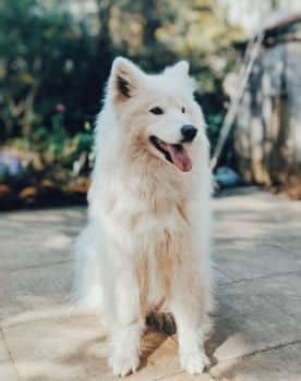 Samoyedo