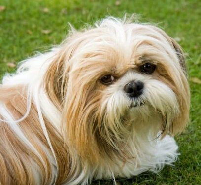 Como treinar um cachorro Shih Tzu?