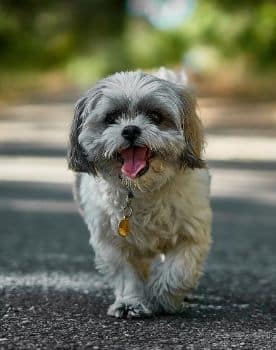 Shih Tzu