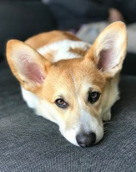 Corgi Galés de Pembroke