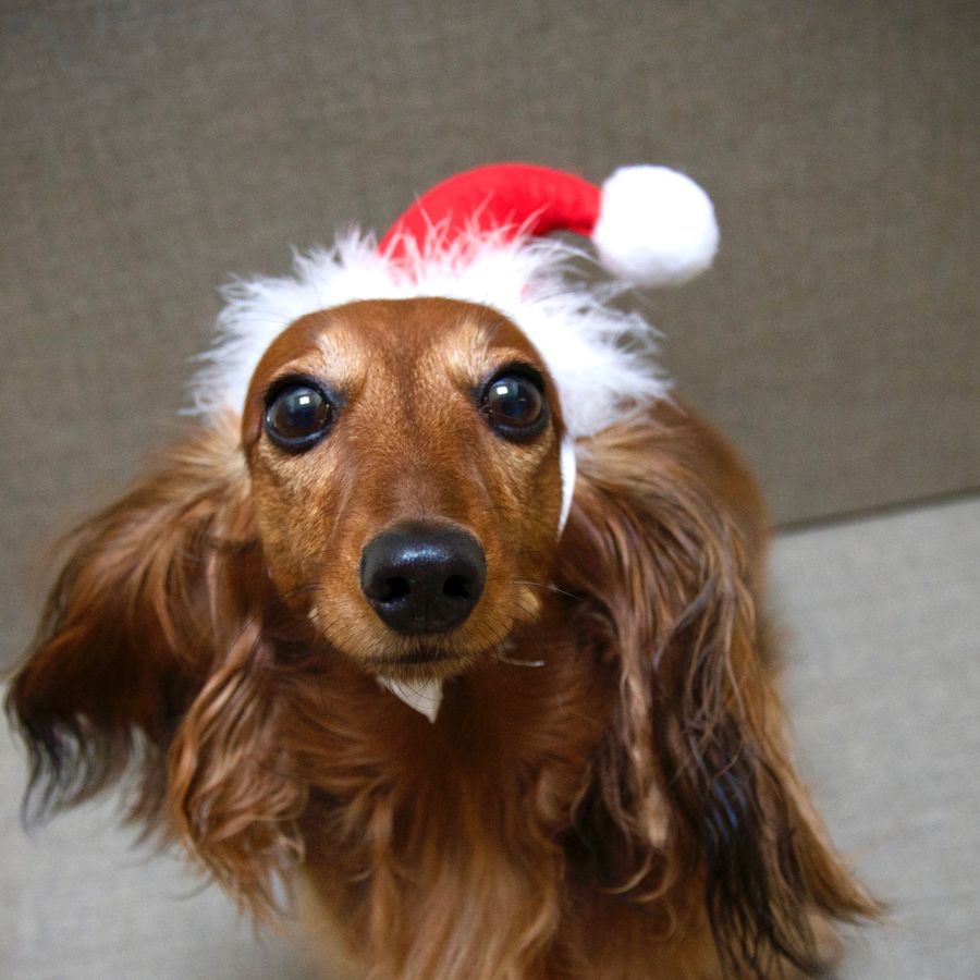 Os 5 melhores presentes de Natal para o seu cão