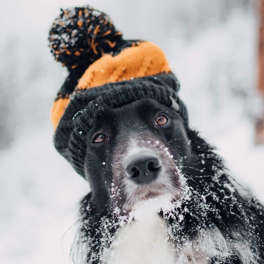 Todos os cães devem andar agasalhados no Inverno?