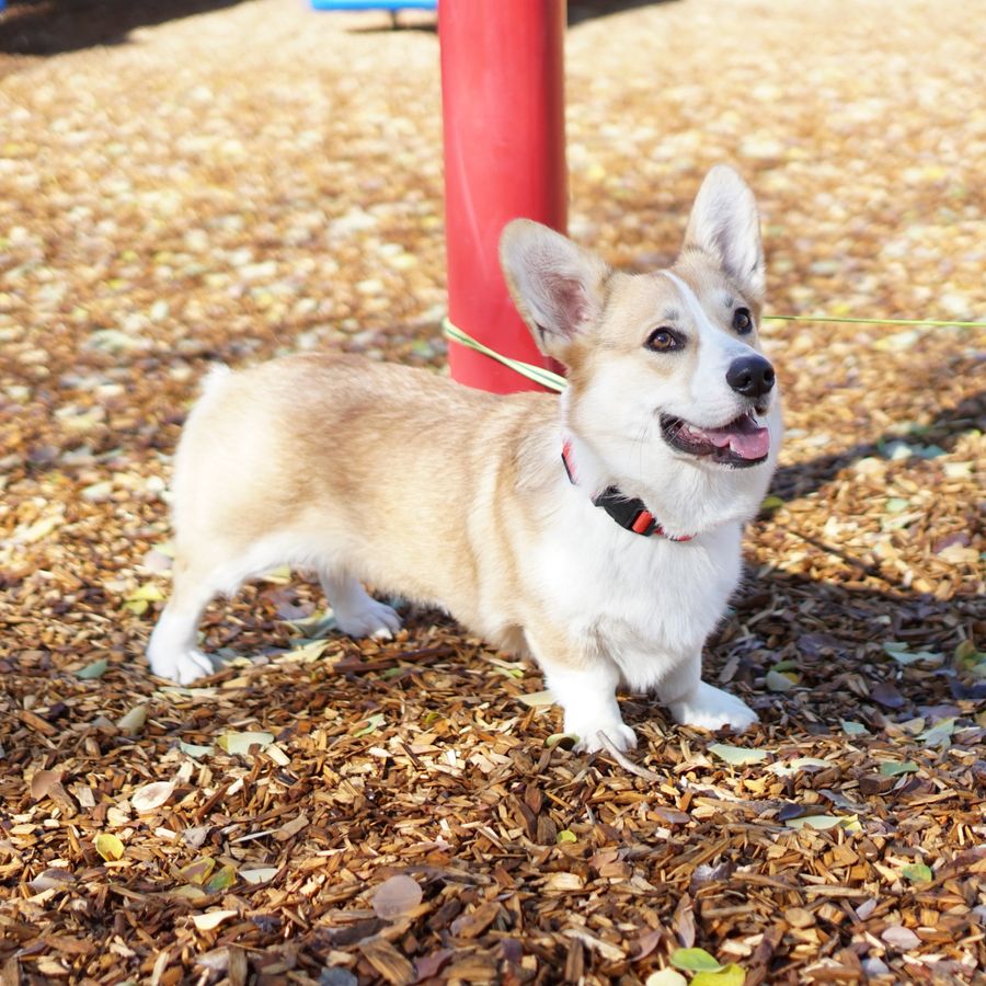 Tudo o que precisa de saber sobre os Corgis