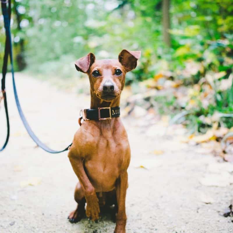 Dicas para cortar as unhas ao seu cão