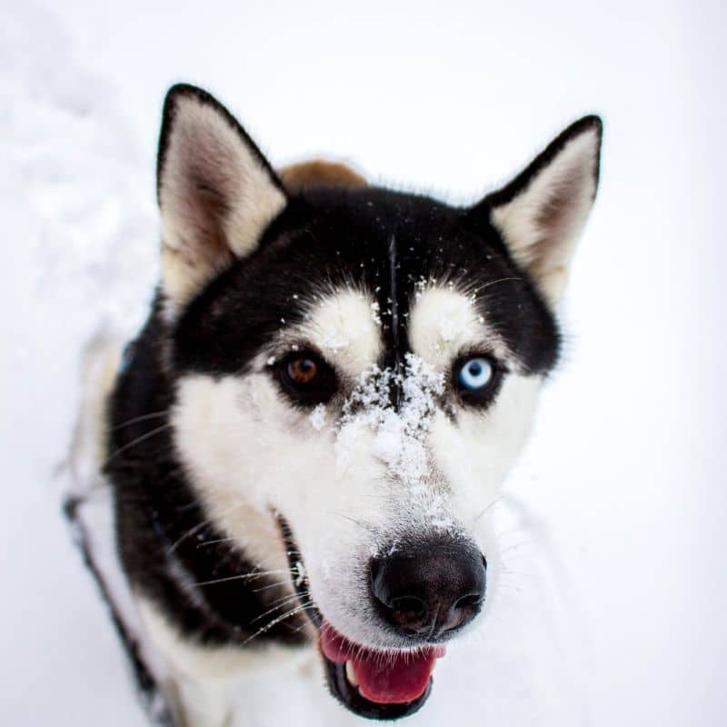 Husky: Personalidade e saúde