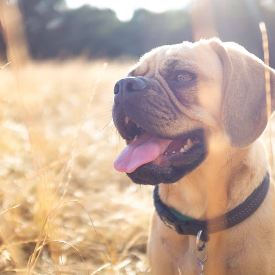 ¿Qué es la medicina veterinaria holística?