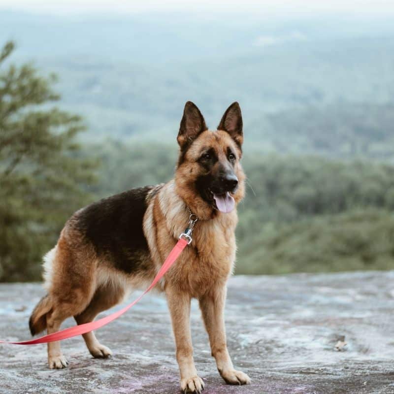 O meu cão persegue a sua cauda. Porquê?