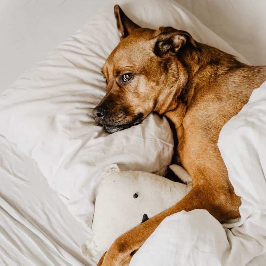 5 benefícios de dormir com o seu cão