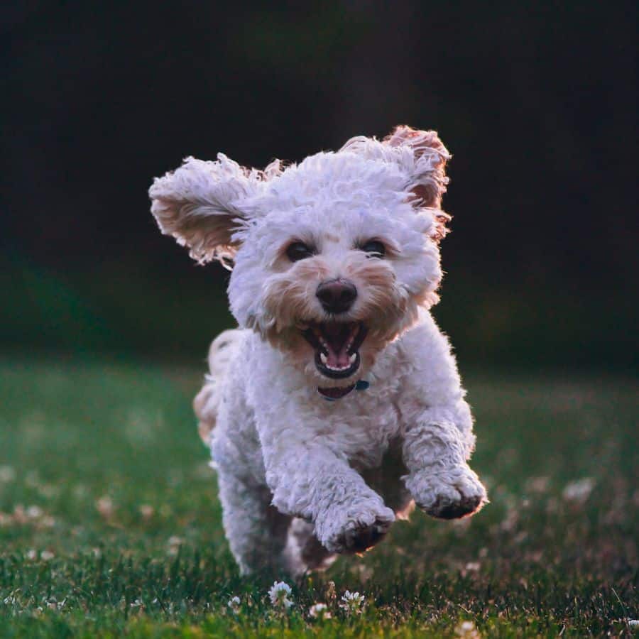 Cão com soluços: quais poderão ser as causas?