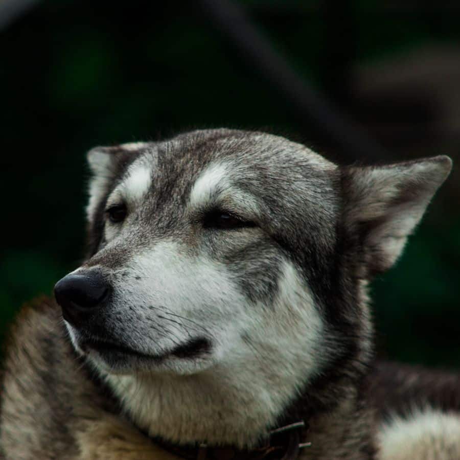 Expresiones faciales de los perros