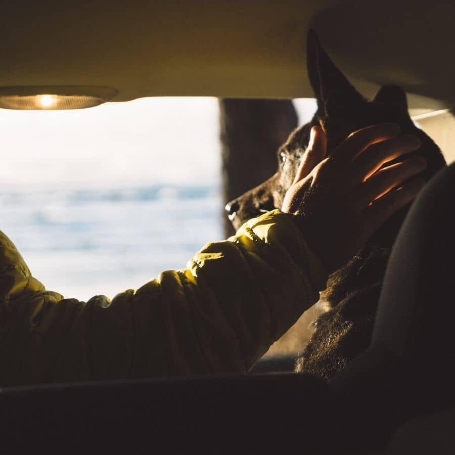 ¿Por qué los perros asoman la cabeza por las ventanas de los coches?