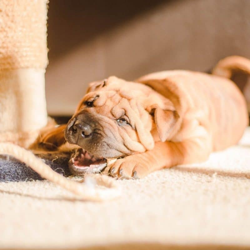 Cómo evitar que mi perro muerda cables eléctricos