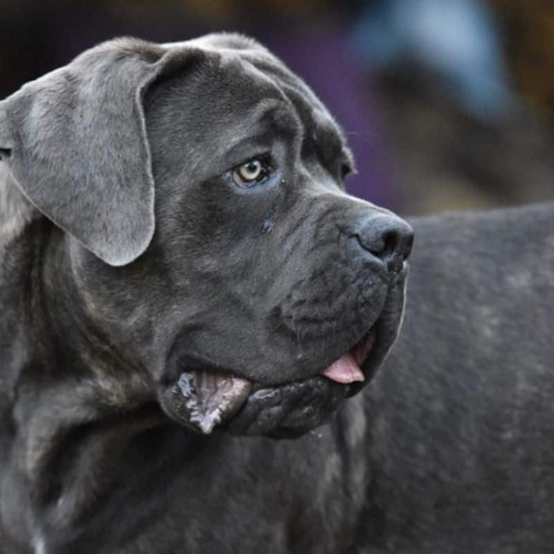 Cane corso: caratteristiche e comportamento